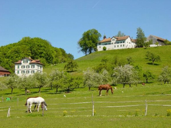Hügel mit Pferden auf der Weide